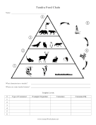 Tundra Food Chain